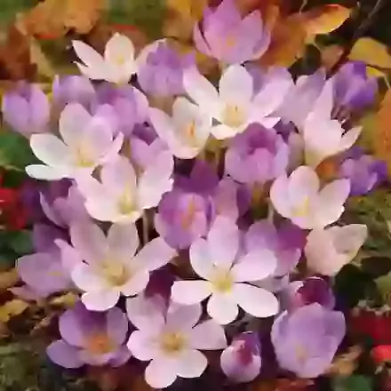 Autumn Flowering Crocus